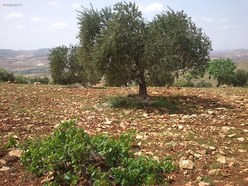 Sahibinden çok uygun fıstık zeytin bahcesi