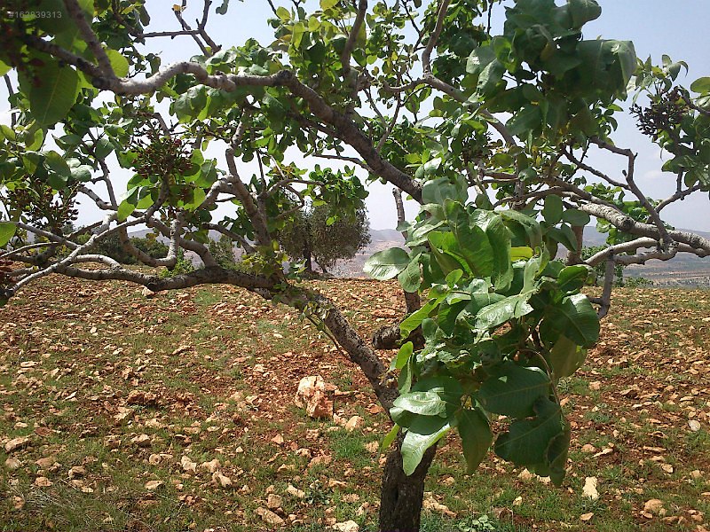 Sahibinden çok uygun fıstık zeytin bahcesi
