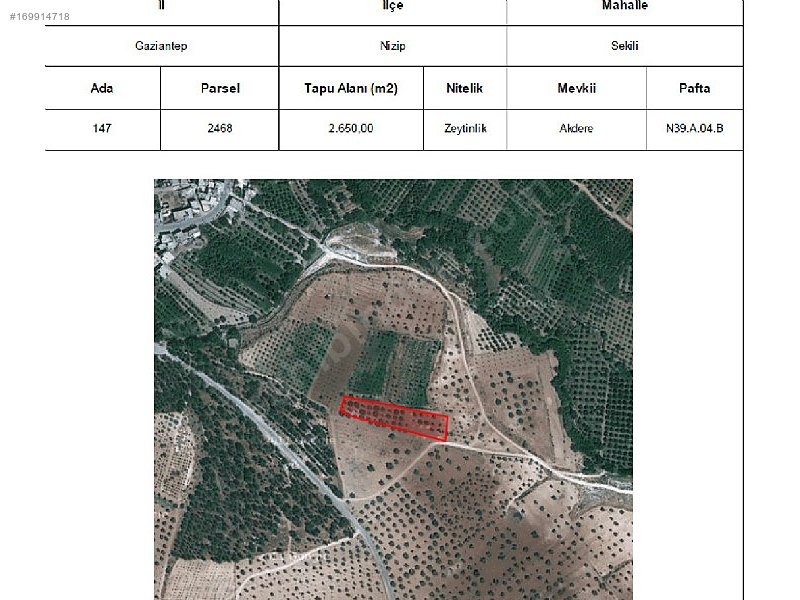 Acil nizip sekilide yetişkin mahsullü 55 ağaçlı fıstıklık