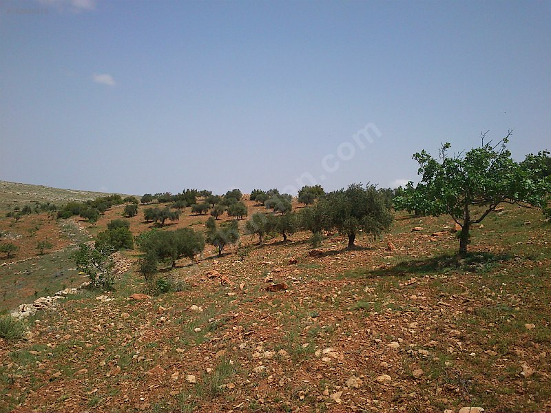 Sahibinden çok uygun fıstık zeytin bahcesi
