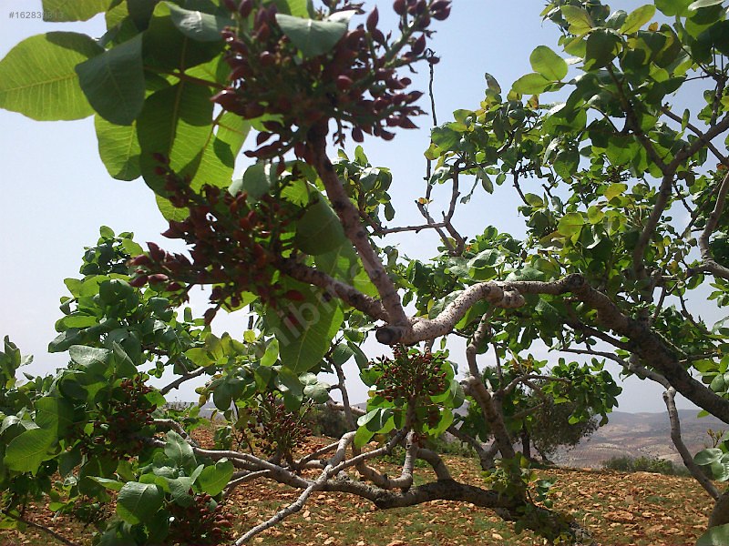 Sahibinden çok uygun fıstık zeytin bahcesi