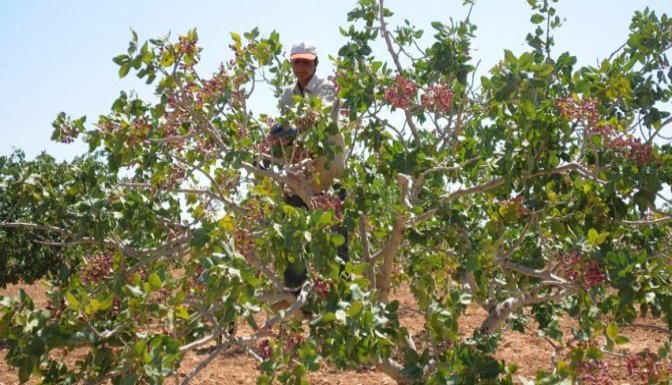 Antep Fıstığının "Ateşi" Düşecek - Antep Fıstığının "Ateşi" Düşecek -