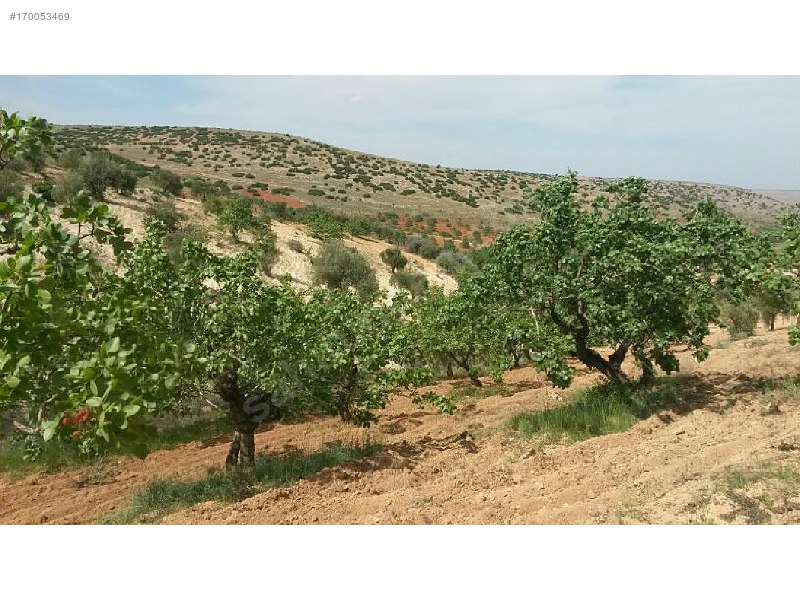 Sahibinden 18 dönüm satılık fıstıklık