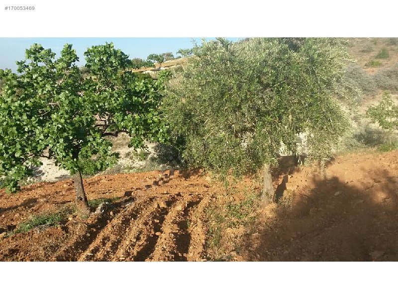 Sahibinden 18 dönüm satılık fıstıklık