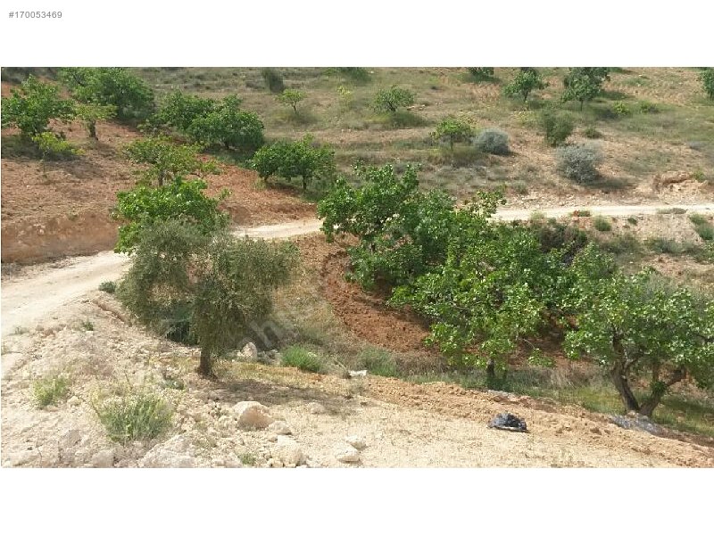 Sahibinden 18 dönüm satılık fıstıklık