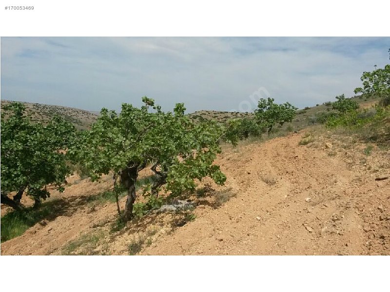 Sahibinden 18 dönüm satılık fıstıklık