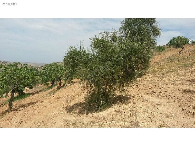 Sahibinden 18 dönüm satılık fıstıklık