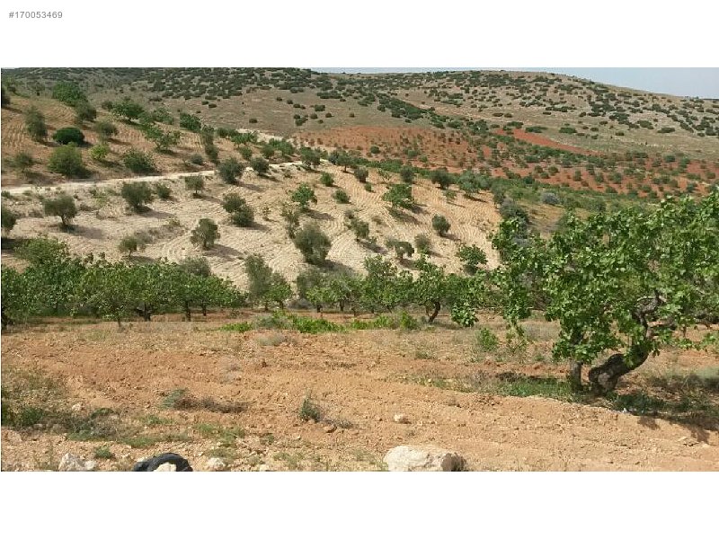 Sahibinden 18 dönüm satılık fıstıklık
