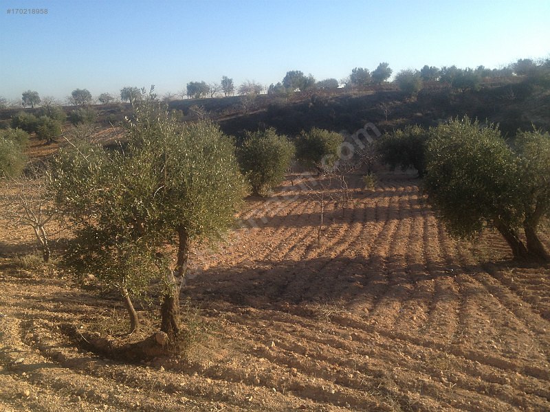 Sahibinden satılık asfalt üstü zeytin ve fıstıklık 917 mtre