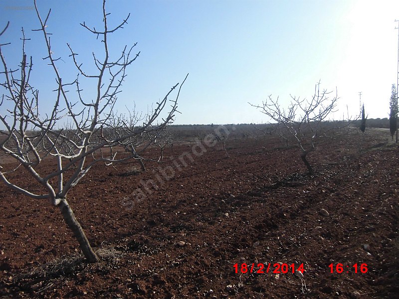 Yatırım amaçlı fıstıklık
