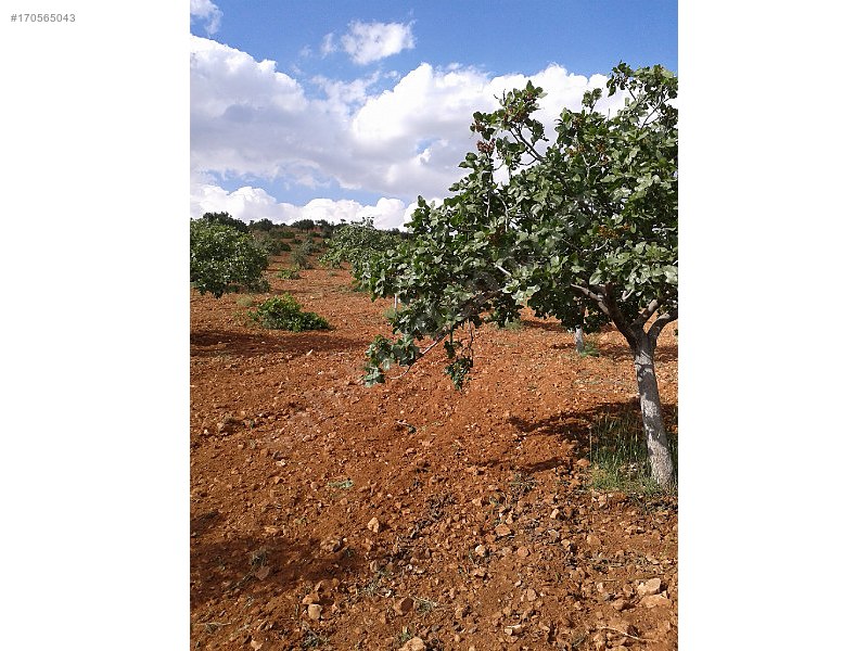 Acil satlık fıstıklık