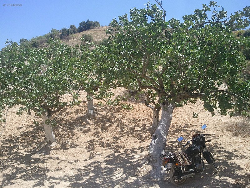 altındagda yola sıfır fıstıklık
