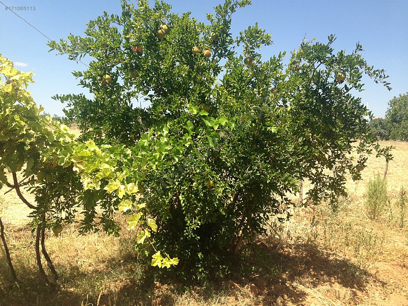 Sahibinden bağ evi yola dıfır