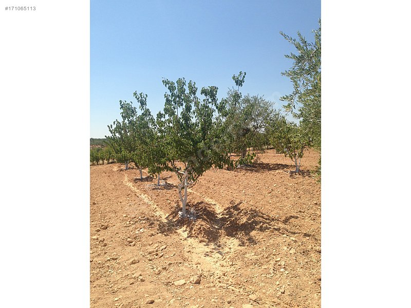 Sahibinden bağ evi yola dıfır