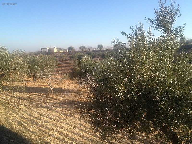 Sahibinden satılık asfalt üstü zeytin ve fıstıklık 917 mtre