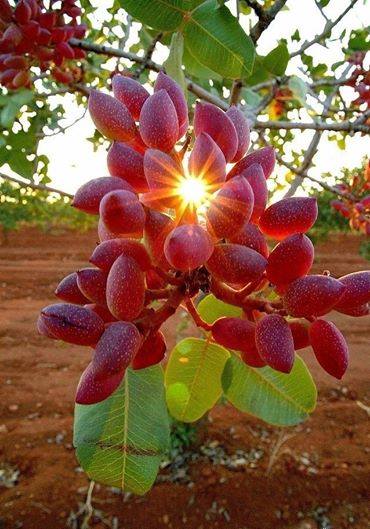 Antep Fıstığı Hasadı Başladı