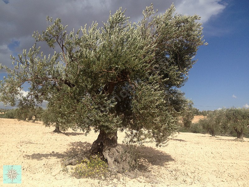 Kızılcakentte satılık 3900m kar garantisi olan zeytin fıstık bah