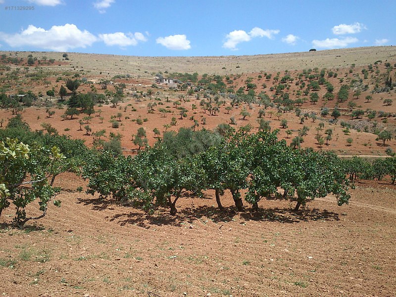 Sahibinden kocatepe' de bakımlı mahsullü  fıstıklık