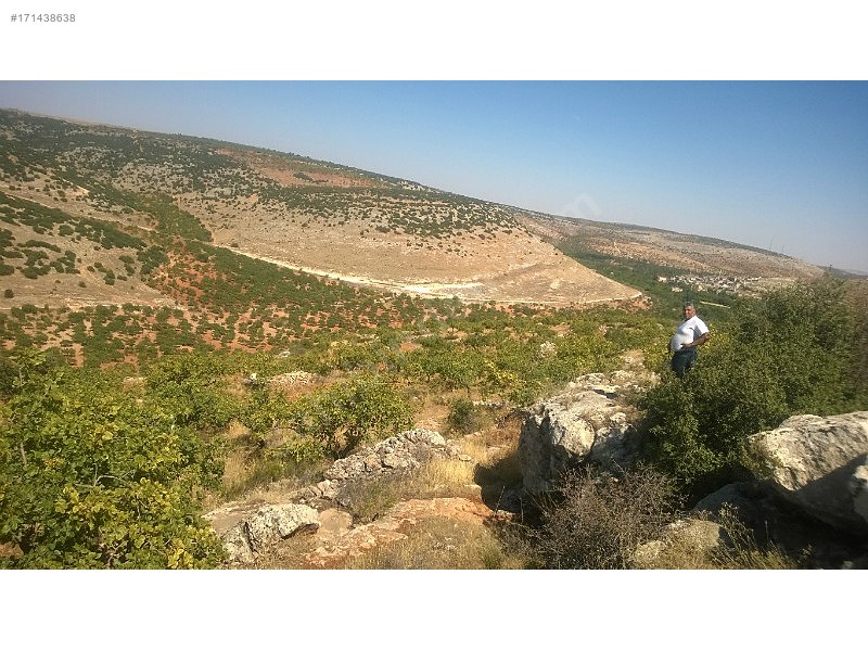 Fıstıklık 550 agaç fıstıklık adaklıkeretköyü