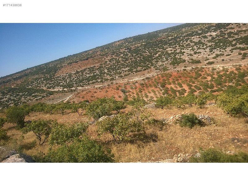 Fıstıklık 550 agaç fıstıklık adaklıkeretköyü