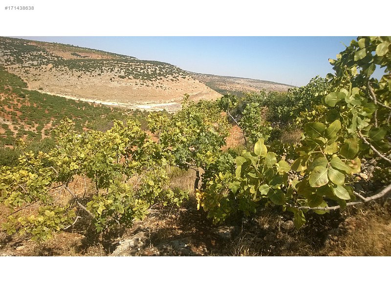 Fıstıklık 550 agaç fıstıklık adaklıkeretköyü
