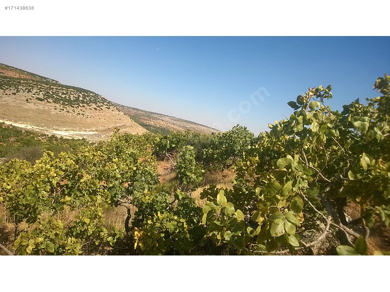 Fıstıklık 550 agaç fıstıklık adaklıkeretköyü