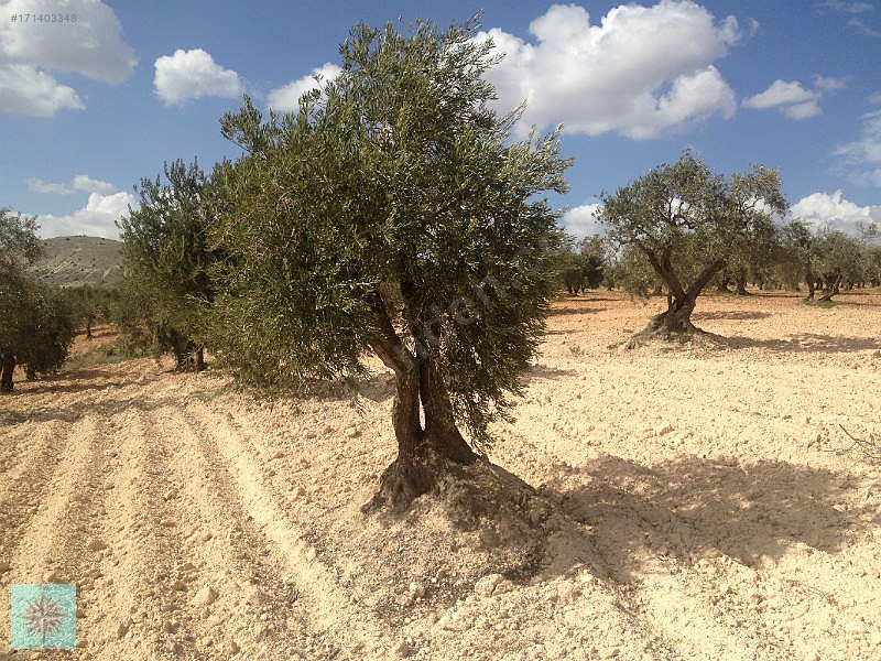 Kızılcakentte satılık 3900m kar garantisi olan zeytin fıstık bah
