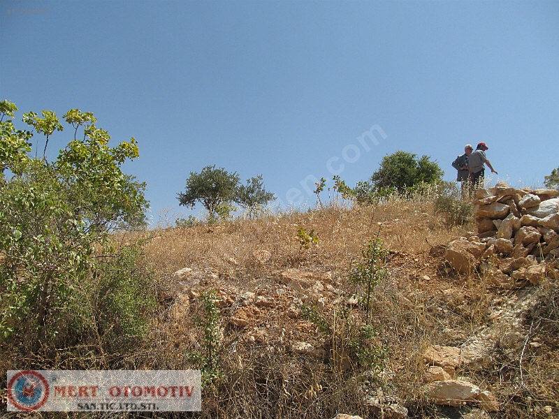 Salkımda 31287 mt  fıstıklık