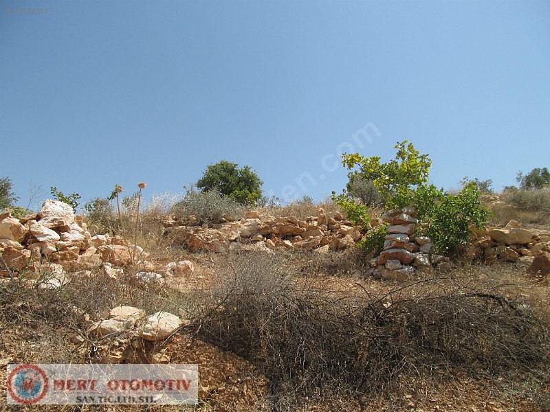 Salkımda 31287 mt  fıstıklık