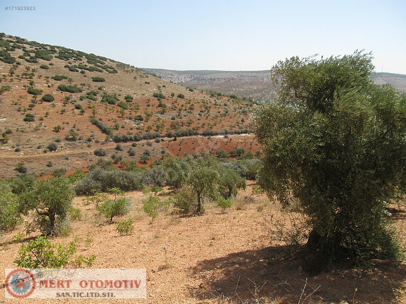 Adaklı 23000 mt fıstıklık