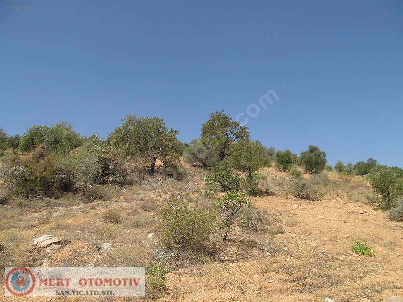 Adaklı 23000 mt fıstıklık