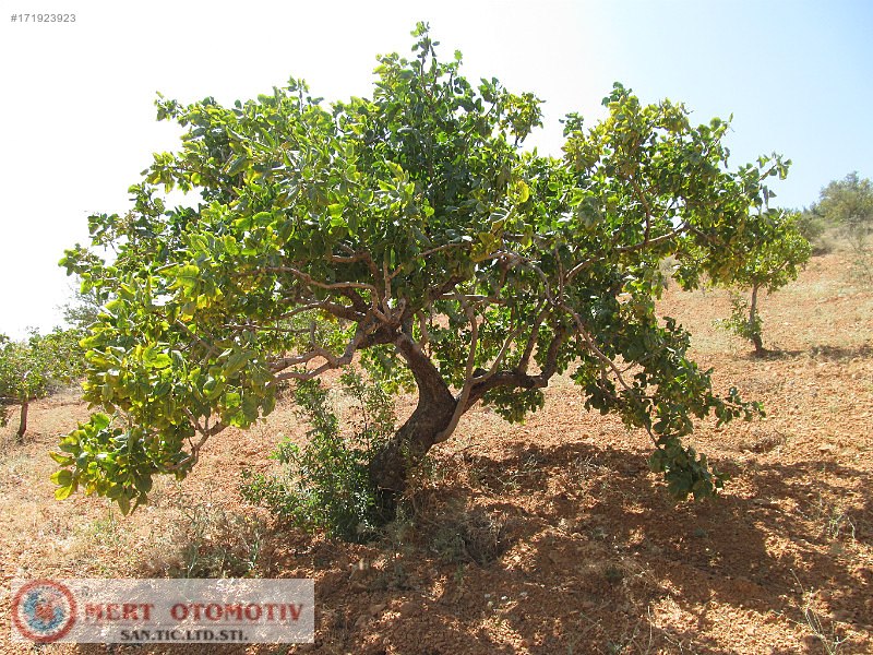 Adaklı 23000 mt fıstıklık