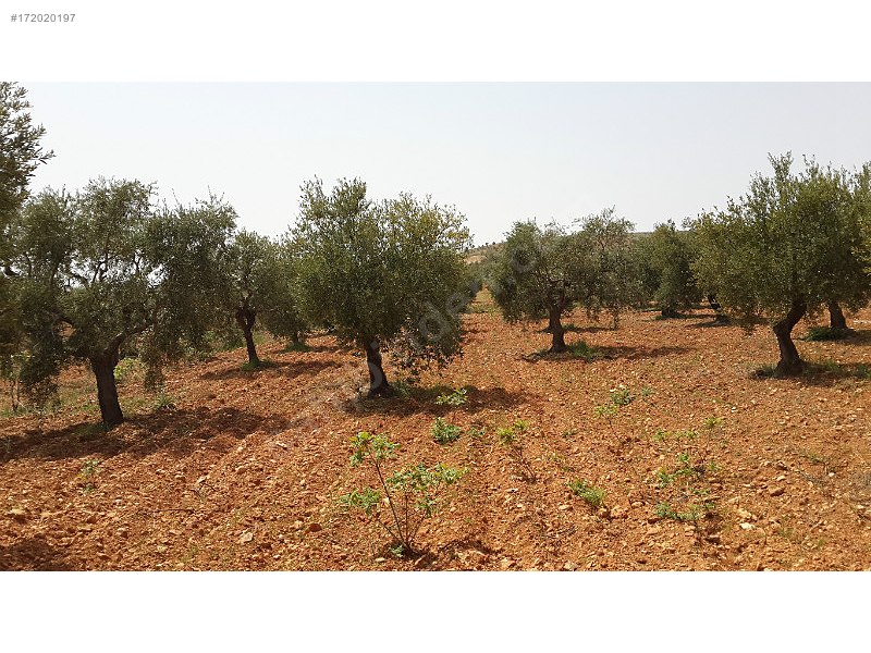Takaslı satlık zeytinlik asvaltan 150 m2 içeride