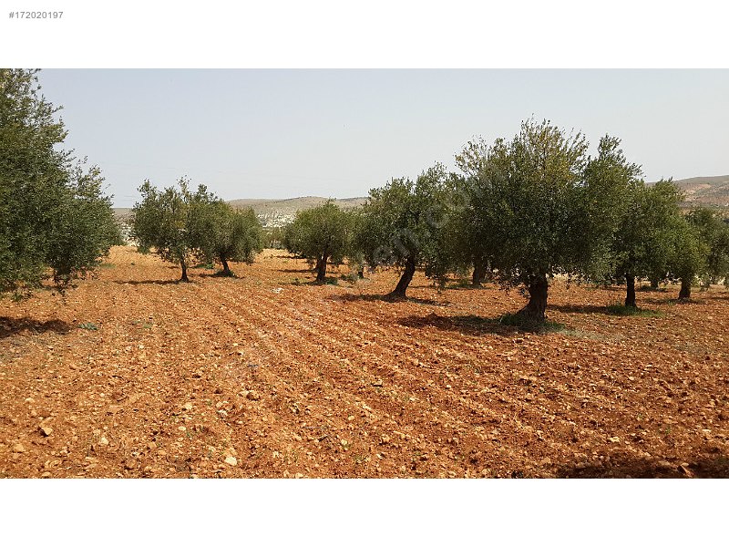 Takaslı satlık zeytinlik asvaltan 150 m2 içeride