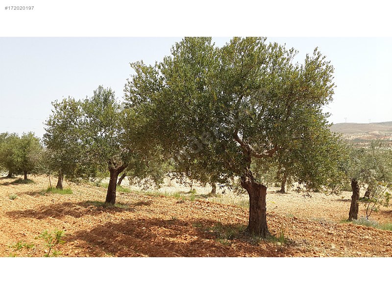 Takaslı satlık zeytinlik asvaltan 150 m2 içeride