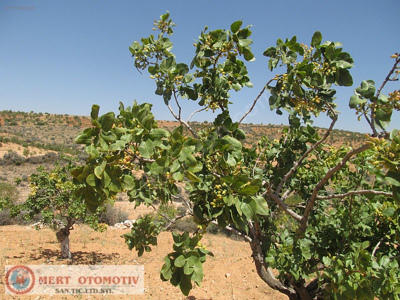 Salkımda 35500 mt fıstıklık