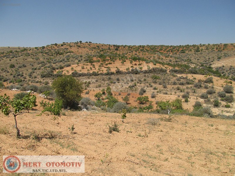 Salkımda 35500 mt fıstıklık