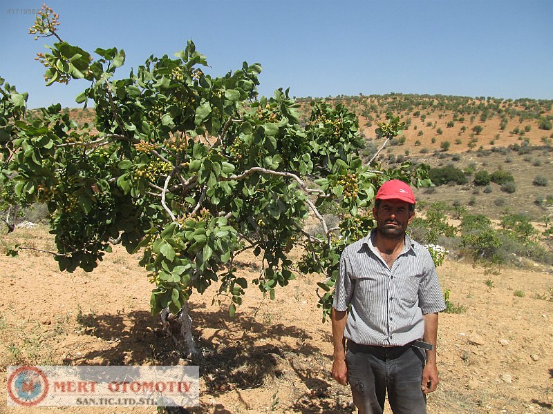 Salkımda 35500 mt fıstıklık