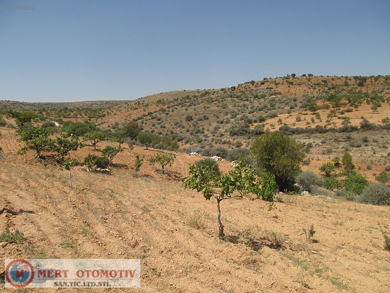 Salkımda 35500 mt fıstıklık