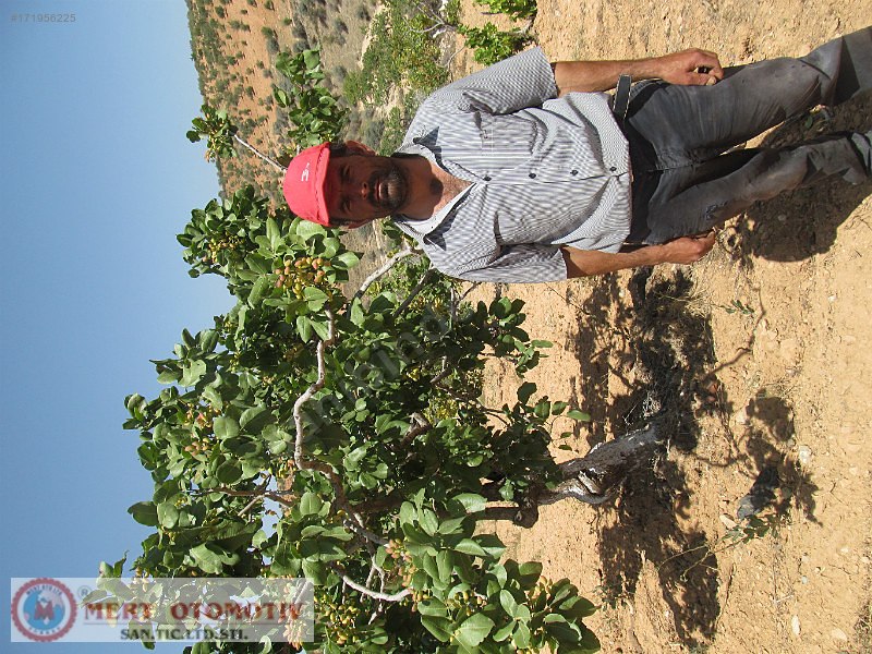 Salkımda 35500 mt fıstıklık