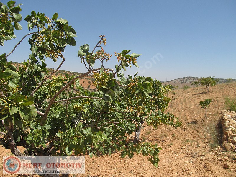 Salkımda 35500 mt fıstıklık