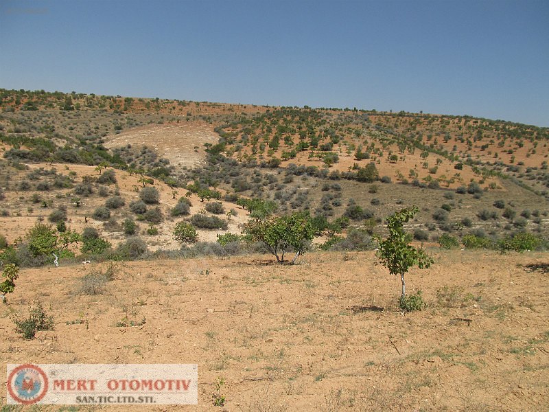 Salkımda 35500 mt fıstıklık