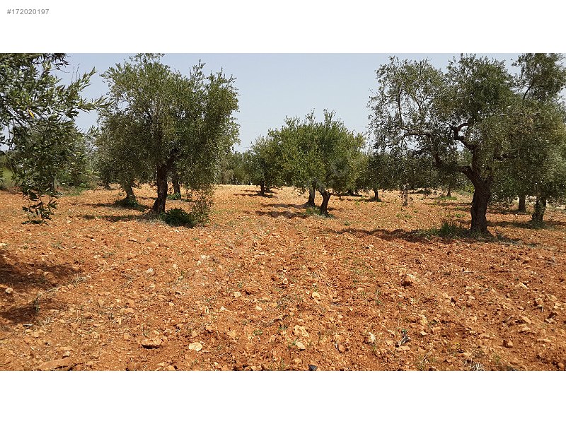 Takaslı satlık zeytinlik asvaltan 150 m2 içeride