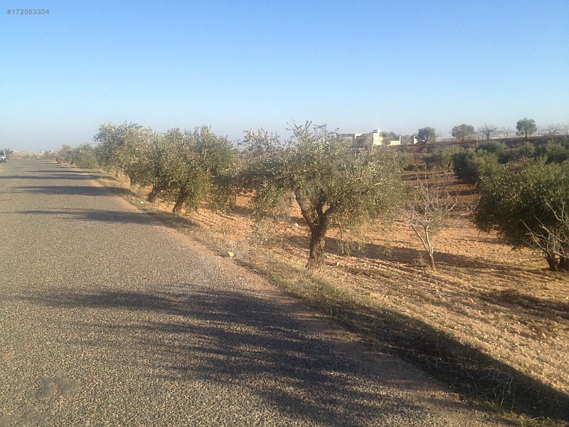 Sahibinden satılık asfalt üstü zeytin ve fıstıklık 917 mtre