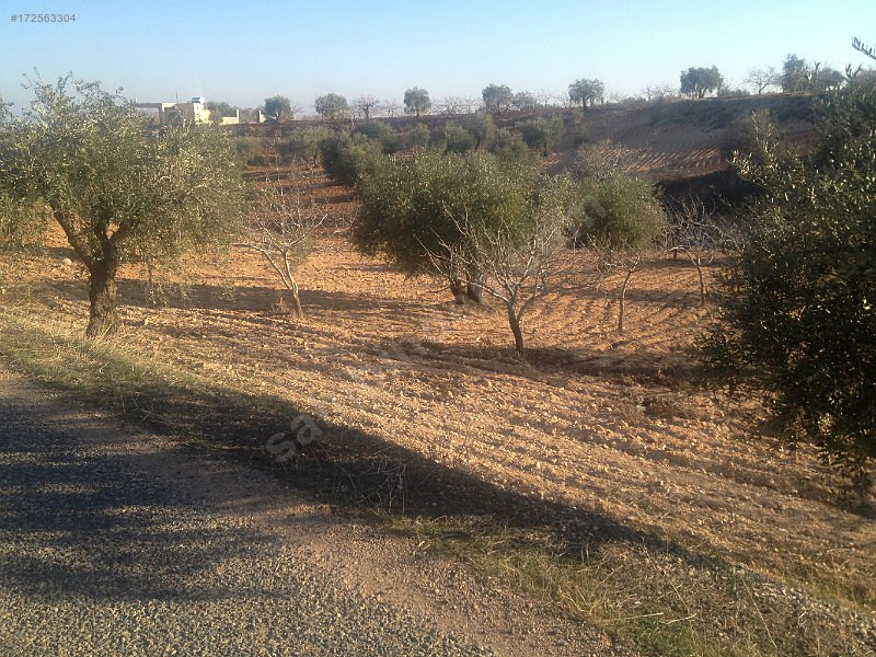 Sahibinden satılık asfalt üstü zeytin ve fıstıklık 917 mtre