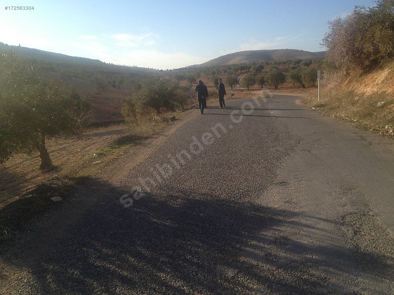 Sahibinden satılık asfalt üstü zeytin ve fıstıklık 917 mtre