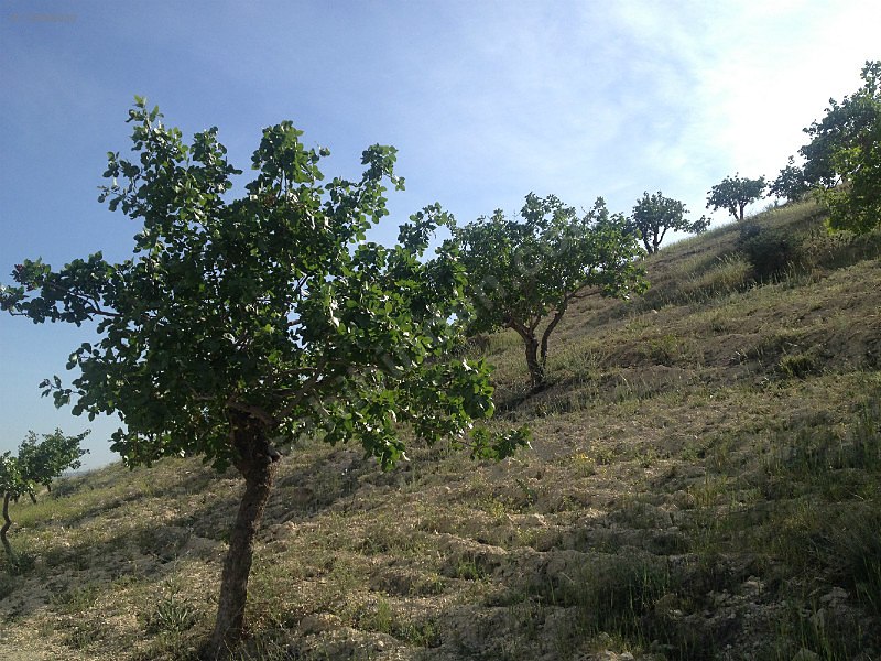 nizipte 11500 metre fıstıklık..