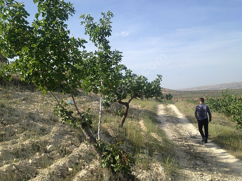 nizipte 11500 metre fıstıklık..