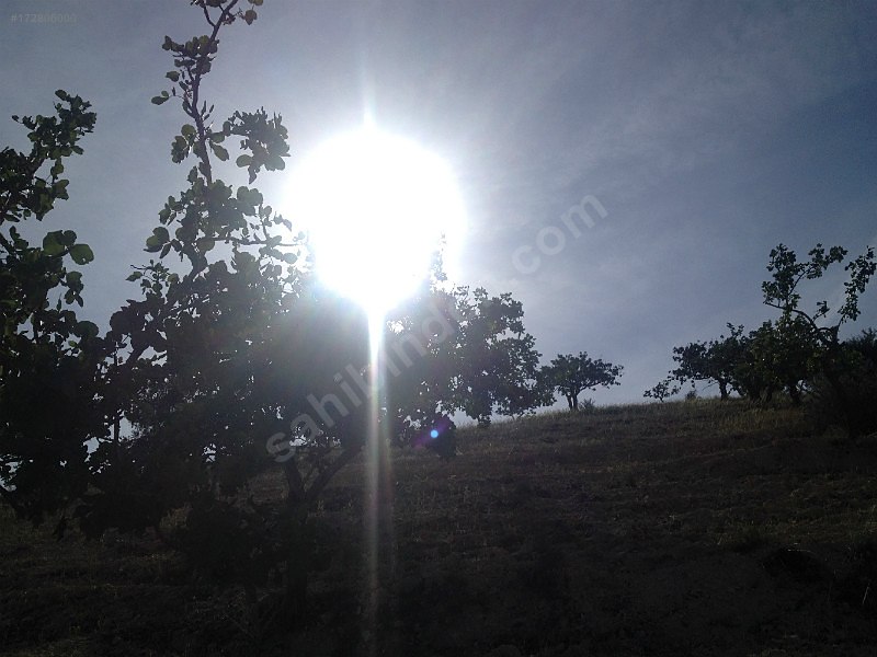 nizipte 11500 metre fıstıklık..
