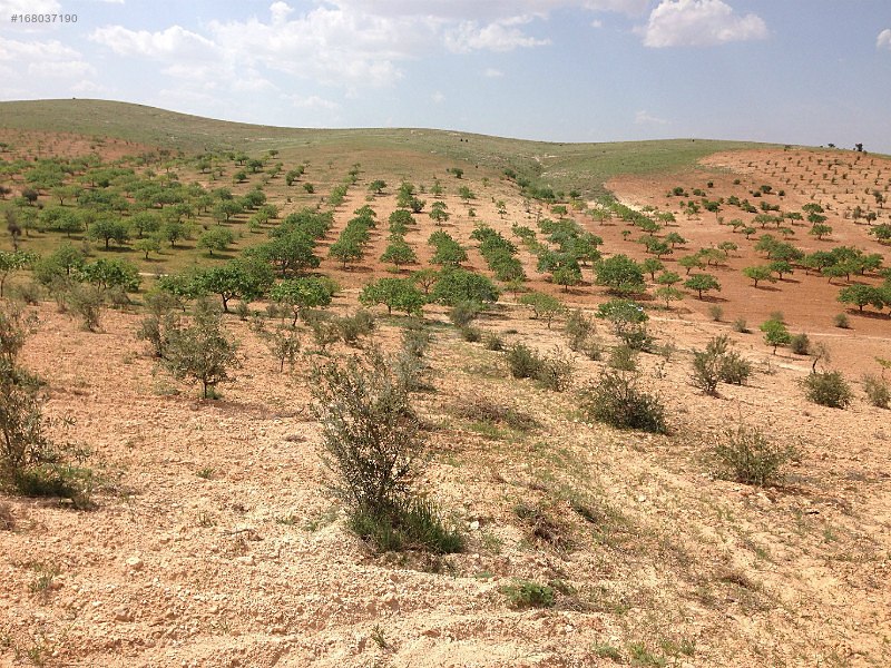 Nizip sekili'de satılık 3300 m2 zeytinlik...
